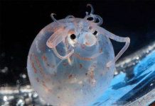 Những sinh vật biển kỳ lạ, dễ thương