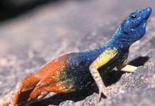 Thằn lằn Augrabies biết sử dụng vũ khí quang học