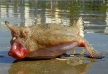 Sinh vật cá lai ếch kỳ lạ trôi dạt vào bờ biển