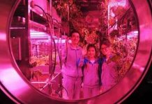 Trung Quốc sẽ cho phi hành gia ăn sâu gạo trên không gian