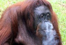 Đười ươi nghiện thuốc lá