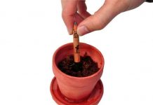 “Cây” bút chì “Cây” bút chì