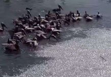 Cá chết phủ trắng cảng ở Mỹ