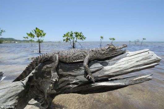 Phát hiện mới: Cá sấu biết leo cây
