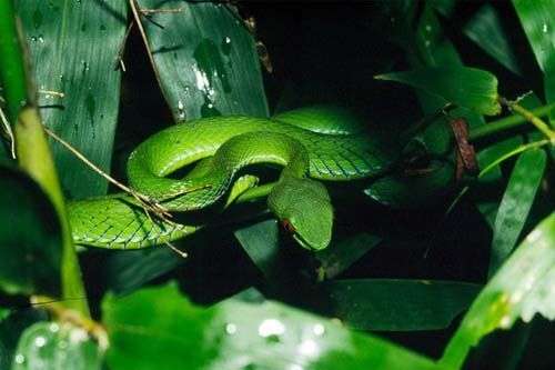 Phát hiện loài rắn lục có đôi mắt “hồng ngọc” ở Việt Nam