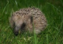 12 loài vật cực khôn trong cạnh tranh sinh tồn