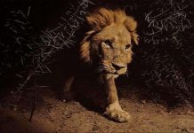 Chùm ảnh: Cuộc sống loài sư tử Chùm ảnh: Cuộc sống loài sư tử