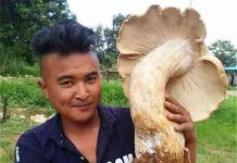 Xôn xao phát hiện 3 cây nấm khổng lồ chưa từng thấy