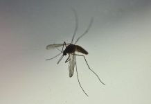 Phát hiện loài muỗi thường cũng có thể truyền virus Zika