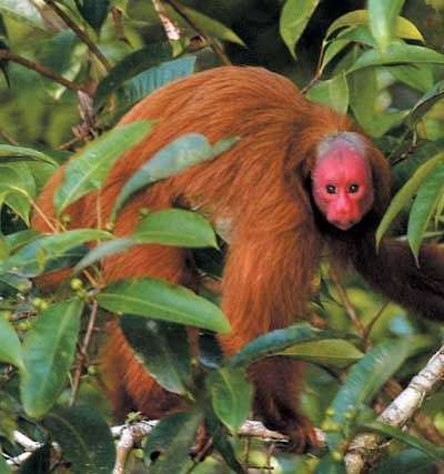 Ông lão mặt đỏ