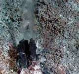 Sinh vật thích sống trong 'lò luyện đan'