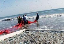 Interpol ngăn chặn đánh bắt cá bất hợp pháp ở Thái Bình Dương