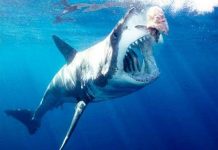 Cá mập lớn ăn cá mập nhỏ Cá mập lớn ăn cá mập nhỏ