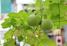 Sự thật bất ngờ về quả dưa lê quen thuộc