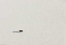 Cuộc sống của động vật hoang dã ở lòng chảo muối Cuộc sống của động vật hoang dã ở lòng chảo muối