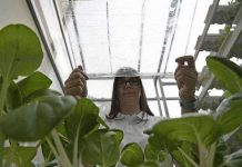 Dùng kính phủ nano kích thích tăng trưởng rau xanh