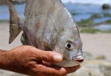 Cá Pacu bất ngờ xuất hiện tại Nga