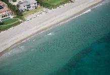 Phát hoảng cảnh hàng nghìn cá mập vây kín bờ biển Mỹ