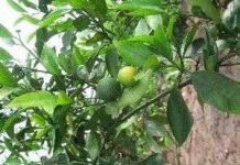 Phục tráng giống cam chanh đặc sản ở Ninh Giang