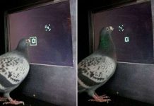 Lần đầu tiên phát hiện loài chim biết làm toán Lần đầu tiên phát hiện loài chim biết làm toán