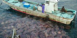 Sứa không thể "xâm lăng" địa cầu