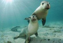 Sư tử biển tò mò, tạo dáng trước máy ảnh