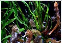 Âm thanh đa dạng của các loài cá