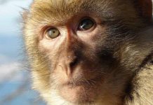 Các nhà khoa học nói khỉ có thể nói được như người