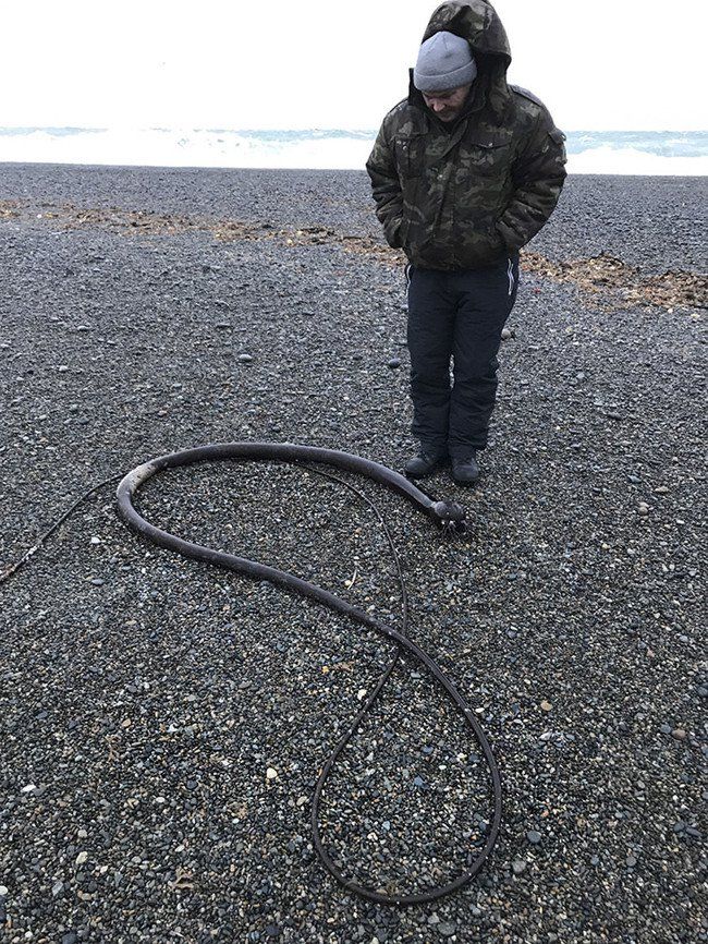 Nhiều sinh vật hình rắn khổng lồ trôi dạt vào bờ biển