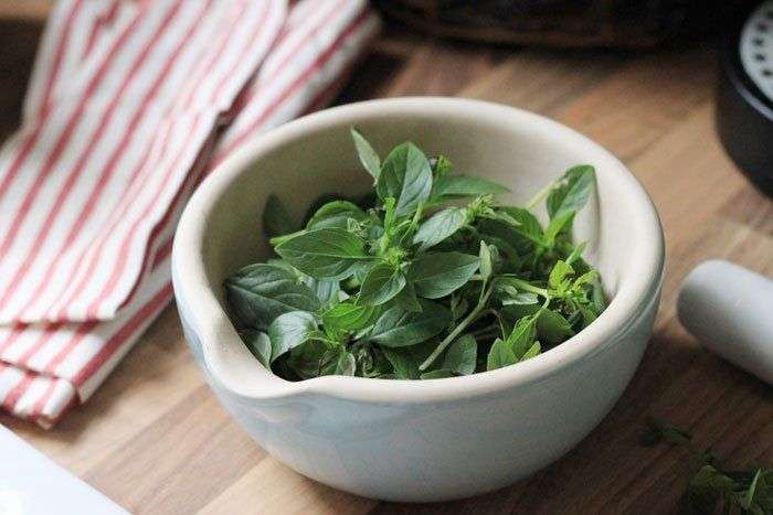 Tự trồng húng quế theo cách thủy canh đơn giản tại nhà