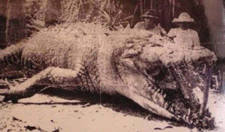Về mặt sinh học, cá sấu là loài bất tử?
