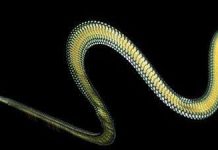 Bí mật của những con rắn bay