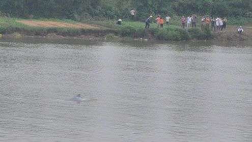Cá heo “nhảy múa” trên sông