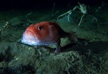 Loài cá đi bộ ở độ sâu hơn 3.000 mét dưới đáy biển