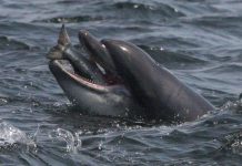 Phát hiện cuộc trò chuyện "giống như con người" giữa 2 chú cá heo