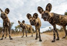 Chó hoang châu Phi đối mặt nguy cơ tuyệt chủng vì nóng