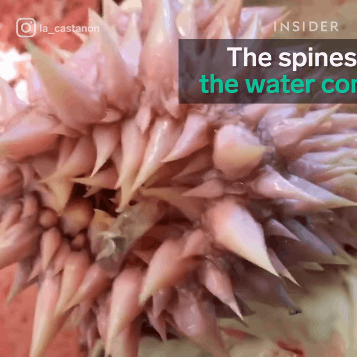 Tưởng sinh vật ngoài hành tinh nhưng hóa “chúng” có rất nhiều ở Việt Nam