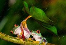 Ếch dùng lá che mưa cho bạn tình
