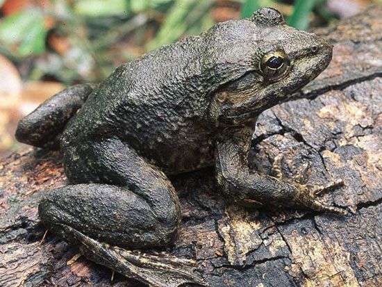 Phát hiện ếch có răng nanh ở Indonesia