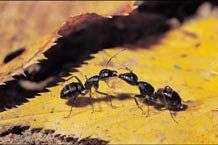 Gây một cuộc “nội chiến” để tiêu diệt loài kiến Gây một cuộc “nội chiến” để tiêu diệt loài kiến