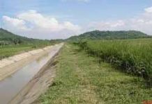 Khắc phục thảm họa bằng... cỏ vetiver