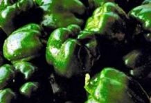 Vi khuẩn có lợi giúp kiểm soát mầm bệnh