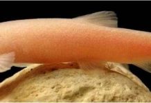 Phát hiện loài cá không mắt ở Iraq