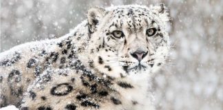 Loài báo quý hiếm nhất thế giới chính thức được gạch tên khỏi Sách Đỏ