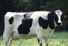 Cách thức mới giúp phát hiện nhanh bệnh bò điên Cách thức mới giúp phát hiện nhanh bệnh bò điên