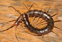 Rết khổng lồ bơi nhanh như lươn và 4 "quái vật" mới được phát hiện năm 2016