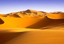 Thế giới hoang dã trên hoang mạc Sahara