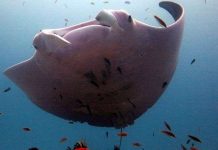 Lần đầu tiên phát hiện cá đuối màu hồng ở Úc