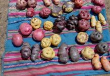 Trồng nhiều nhất thế giới nhưng Trung Quốc không phải là vương quốc khoai tây