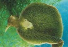 Tìm ra phương pháp mới giúp xóa ký ức đau khổ Tìm ra phương pháp mới giúp xóa ký ức đau khổ